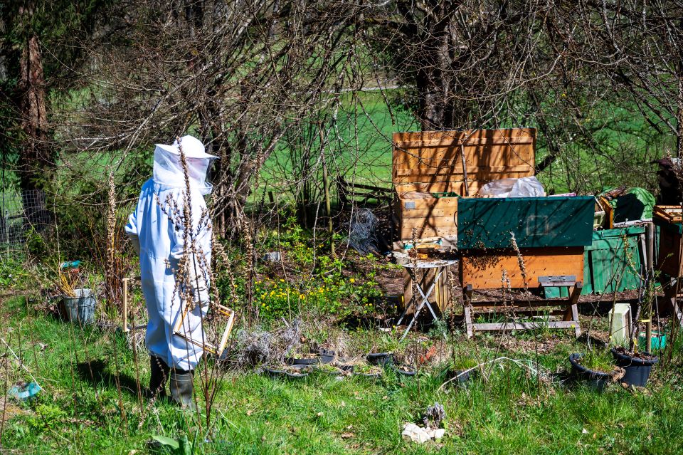 Imker Stefan Keller nähert sich mit Schutzkleidung den offenen Bienenstöcken