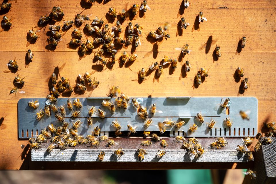 Bienen beim Eingang zum Bienenstock