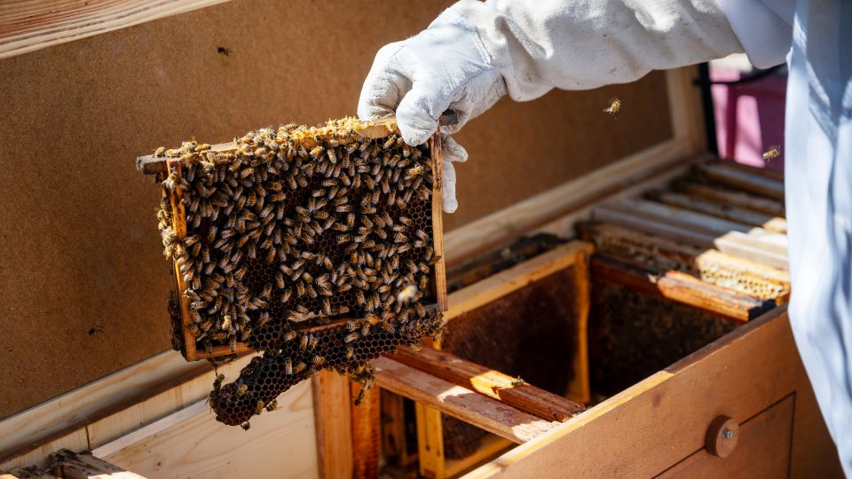 der Imker setzt einen neuen Rahmen in den Bienenkasten, auf dem Rahmen sitzen bereits viele Bienen
