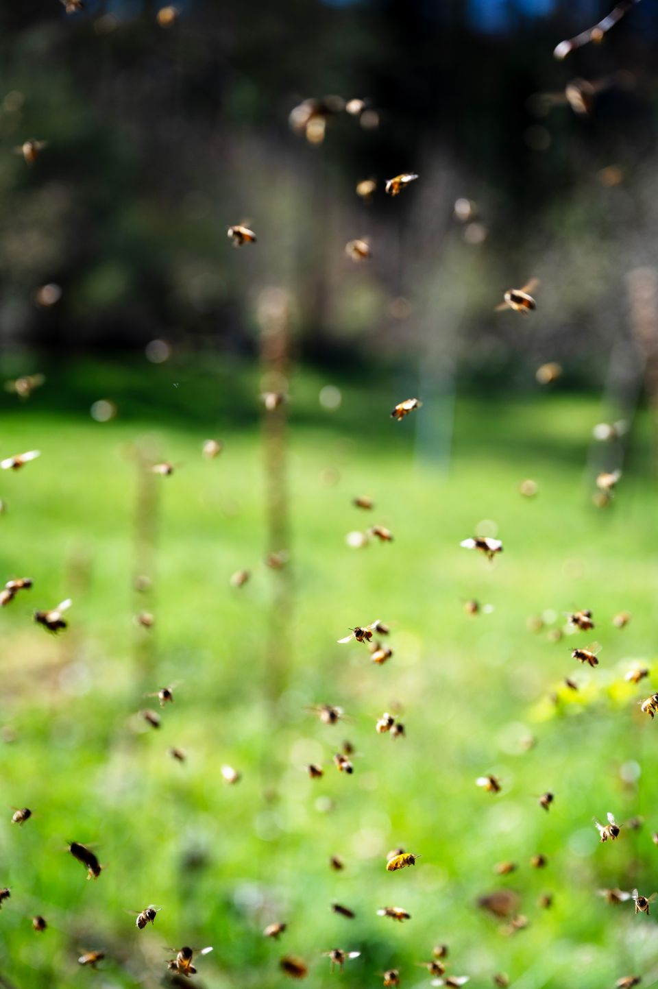 Bienen fliegen in der Luft