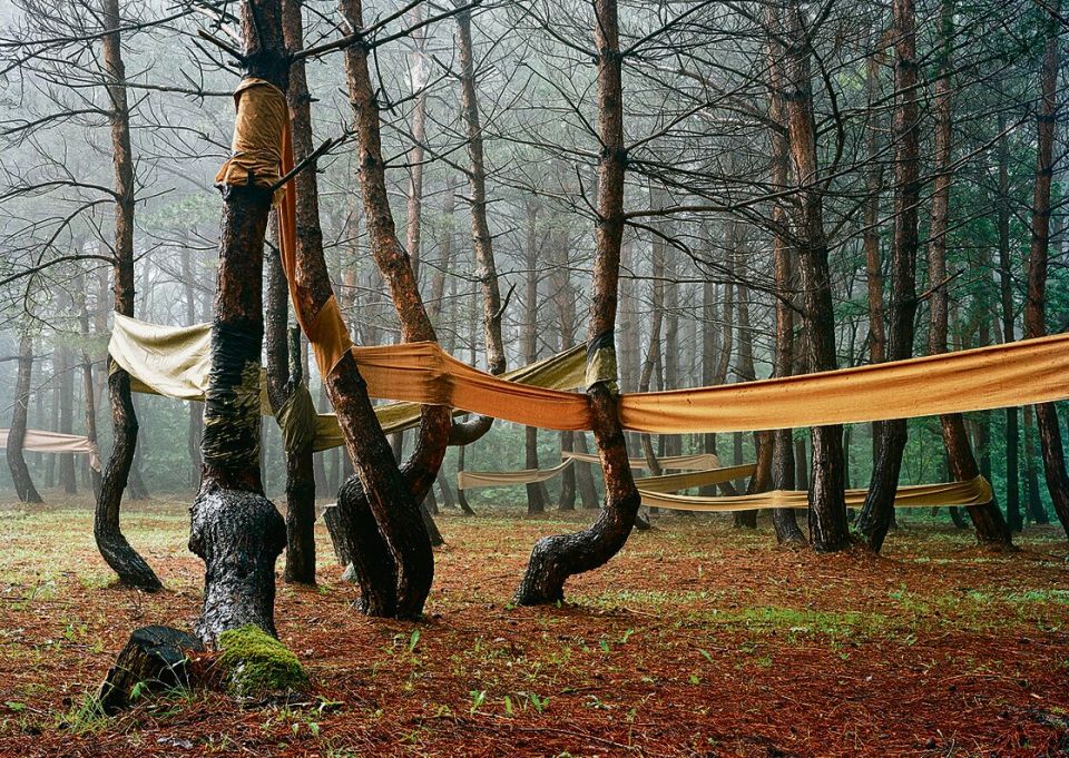 Riitta Päiväläinen, Obis, 2004, aus der Serie Aomori Blue Forest, C-Print, Diasec, 175 × 245 cm