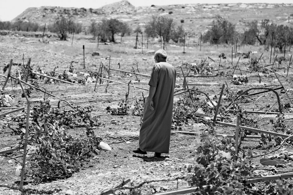 ein Mann betrachtet von Siedlern zerstörte Rebstöcke in Susya