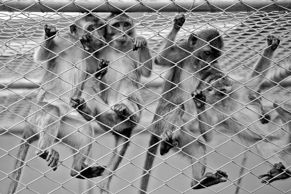 Affen in einem Käfig in Mauritius