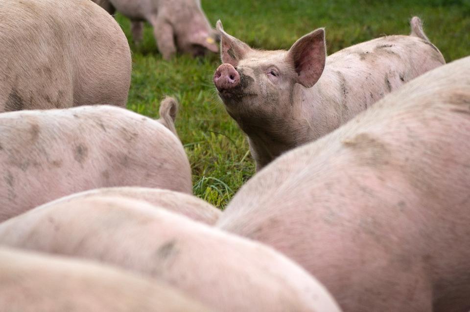 Schweine auf einer Wiese