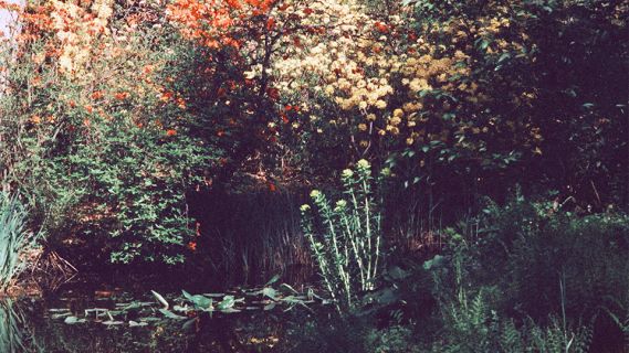 Fotografie einer Gartenanlage von Regula Engeler