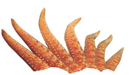 Koralle