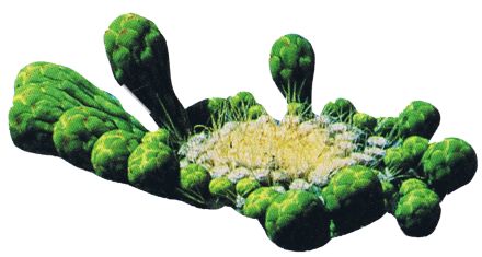 Koralle