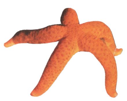 Koralle