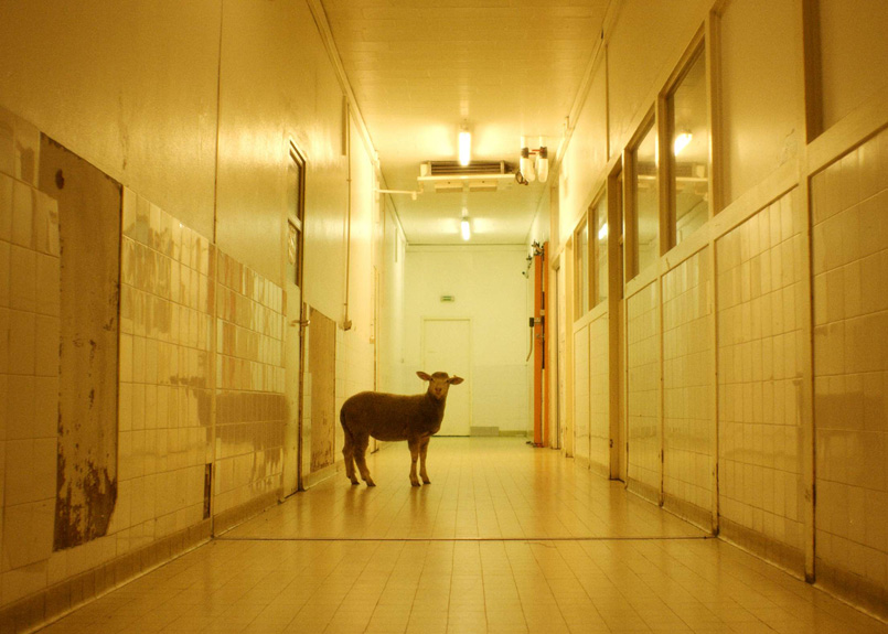 first image of the article