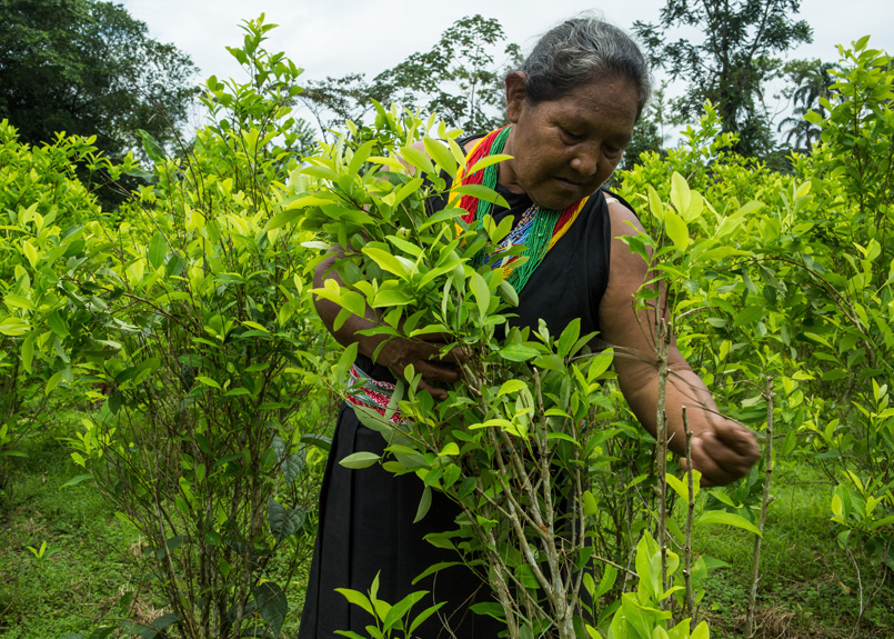 first image of the article