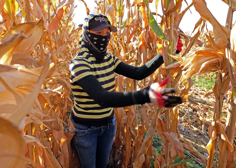 first image of the article