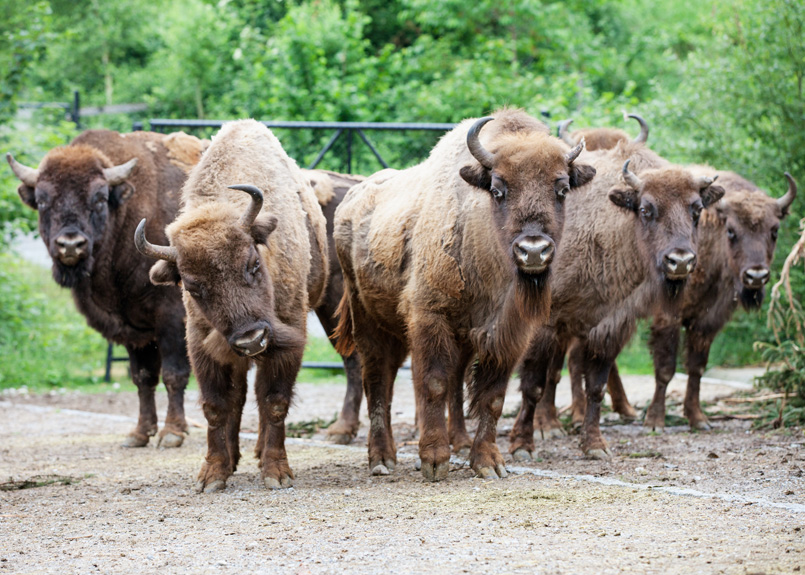 first image of the article