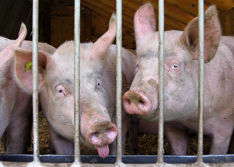 first image of the article